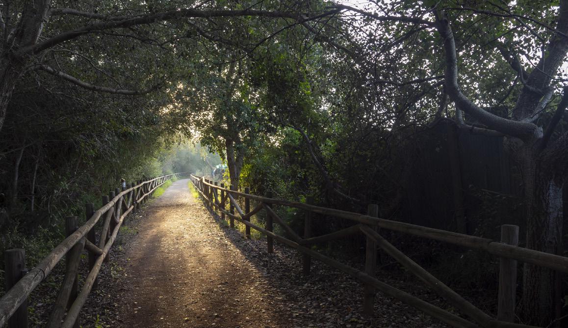 Sentier Sirga au milieu de la végétation riveraine