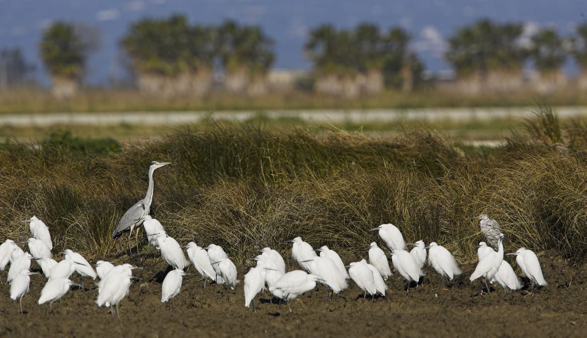 Ardeids als arrossars del cami del Toll