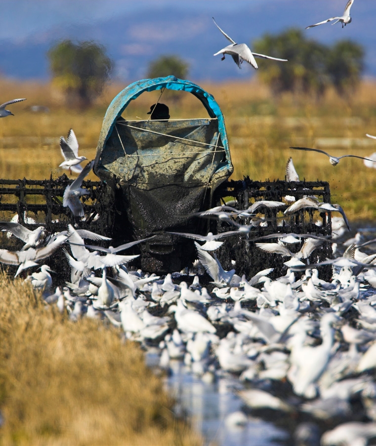 Tracteur travaillant dans les rizières